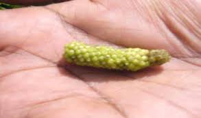 Image result for Piper capense