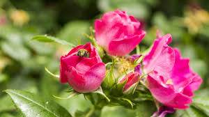 5 out of 5 stars. Wildflowers Of Ireland Ireland Tours Small Group Vacation Tours Ireland