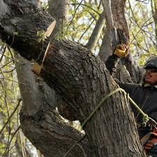Maybe you would like to learn more about one of these? Monster Tree Service Of Greater Milwaukee Closed 10 Photos Tree Services Wauwatosa Wi Phone Number