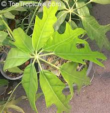 Image result for Schefflera