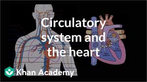 circulatory system and the heart video khan academy