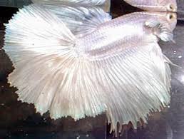 Petco Petsmart Bettas Betta Talk Betta Fish Betta Fish