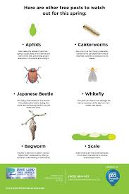 Maybe you would like to learn more about one of these? Prevent Pests From Damaging Your Fruit Trees In Spring By Dave Lund Tree Service Medium
