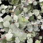 Image result for Helichrysum lineare