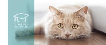 Besides vomiting, does she have diarrhea, bald patches or itchy skin? Chronic Vomiting In Cats When To Recommend Endoscopy Today S Veterinary Practice