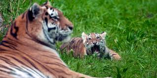 Pair of rare Amur tiger cubs debuting at Minnesota Zoo are raising hopes  for the endangered species