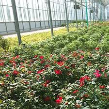 2′ high x 3′ wide shrub form: Amazon Com Oso Easy Hot Paprika Landscape Rose Rosa Live Shrub Orange Flowers 4 5 In Quart Garden Outdoor