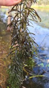 Image result for Ceratophyllaceae