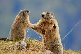 Alpine Marmot (Marmota marmota) · iNaturalist