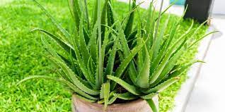 Daun ini dapat dipakai untuk. 14 Tanaman Obat Populer Di Indonesia Beserta Manfaatnya