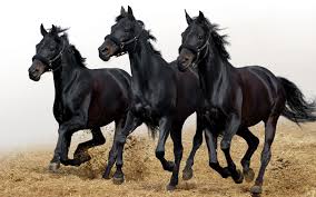 Here are some alternative sites with similar quality and collection of wallpapers you need to check out. 7 Black Horse Running Wallpaper