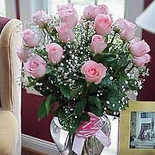 Gypsophila Gypsophila Babys Breath