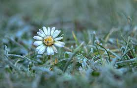 The grandis arctotis can cover three inches or more with bloom growing up to 2″. Daisy Snow Winter Free Photo On Pixabay
