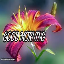 A flower cannot blossom without sunshine, and man cannot live without love. 110 Good Morning Images With Lovely Flowers Hd Collection