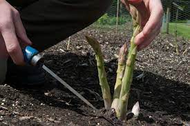 We aim to enrich everyone's life through plants, and make the uk a greener and more. How To Grow Asparagus Rhs Gardening