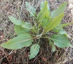 Image result for Rumex crispus