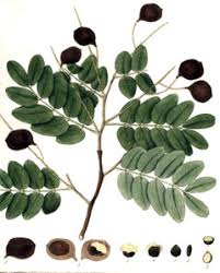 Image result for Copaifera