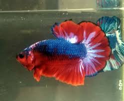 Very Nice Hmpk Multi Colors Betta Fish 5 Months Old Betta Betta Fish Fish