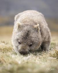 Image result for Common wombat