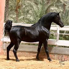خيل عربي اصيل للبيع في سوريا
