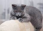 Russian Blue Cat Kittens for sale in Ashburn, Virginia (VA)