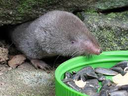 Shrew, any of more than 350 species of insectivores having a mobile snout that is covered with long sensitive whiskers and overhangs the lower lip. Hath Not A Shrew Eyes