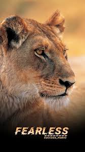 Motivational wallpapers for desktop group 68. Fearless Tiger Lion Wallpaper Wallpaper Backgrounds Full Hd Wallpaper Wallpaper