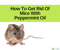 How To Get Rid Of Mice Naturally With Peppermint Oil Enjoy Natural Health