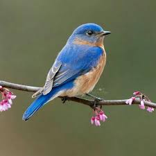 A desktop wallpaper is highly customizable, and you can give yours a personal touch by adding your images (including your photos from a camera) or download beautiful pictures from the internet. Beautiful Birds Home Facebook