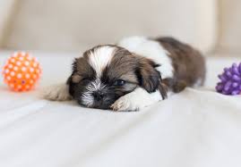 Hand delivery service of our shih tzu puppies is available throughout the usa and across the globe! Shih Tzu Puppies For Sale Akc Puppyfinder