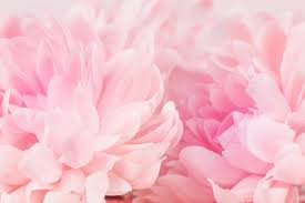 We did not find results for: Premium Photo Chrysanthemum Flowers In Soft Pastel Color And Blur Style For Background