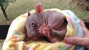 See more ideas about wombat, animals, baby wombat. Wombat Baby Lucky Uberlebte Ein Schreckliches Massaker