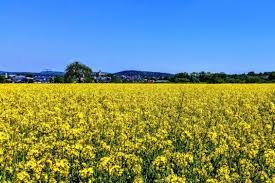 Die kristallisation (erste schlieren) begann direkt am nächsten tag nach der ernte. Rapsernte So Bestimmen Sie Den Richtigen Zeitpunkt Agrarheute Com