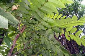 Image result for Cedrela