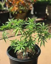 But what does it mean? 26 420 Friendly Ideas 420 Friendly Puff And Pass Friendly
