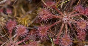 Image result for Crepidorhopalon droseroides