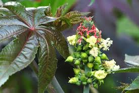 4 фразы в 2 тематиках. Rizinus Wunderbaum Ricinus Communis Awl Ch