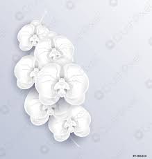 Sie finden bei uns viele kostenlose ausmalbilder mit kindgerecht gestalteten motiven für jungen und mädchen. Illustrationsbrunch Mit Schonen Orchideen Bastelpapier Vorlage Mit Kopierraum F Stock Vektorgrafi Crushpixel