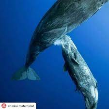 Ballena amamantando a su cría