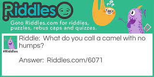 Learn how camel humps work and why they're not filled with water. No Hump Camel Riddles Com