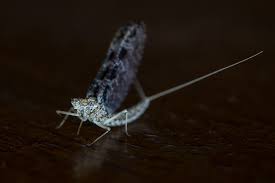 Trico Mayfly From This Mornings Hatch On The Bitterroot