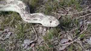 Bullsnakes are a subspecies of gopher snake. Video The Helpful And Non Venomous Bull Snake Youtube