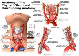 Pin On Anatomy Physiology