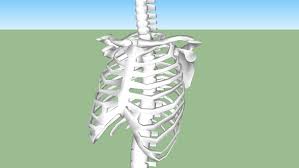 The ribs are a set of twelve paired bones which form the protective 'cage' of the thorax. Rib Cage 3d Warehouse
