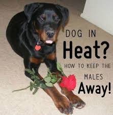 How To Keep Male Dogs Away From Females In Heat Dog In Heat Female Dog In Heat Dog Heat Cycle