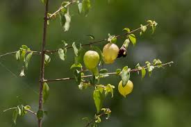 Image result for Tinnea rhodesiana