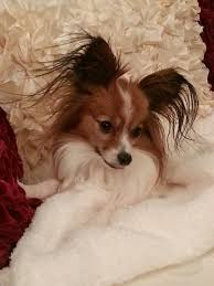 There Are Human Models There Are Hand Models And Then There Are Dog Models Giovanni Dog Modeling Cute Animals Dogs