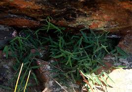 Image result for Basananthe pseudostipulata