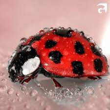 Una Bellissima Coccinella Bagnata Dalla Rugiada Questi Insetti Sono Fondamentali Per La Biodiversita Inoltre Sono Utili Nell Agr Coccinella Insetti Instagram