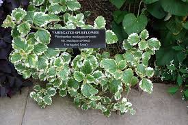 Image result for Plectranthus elegans